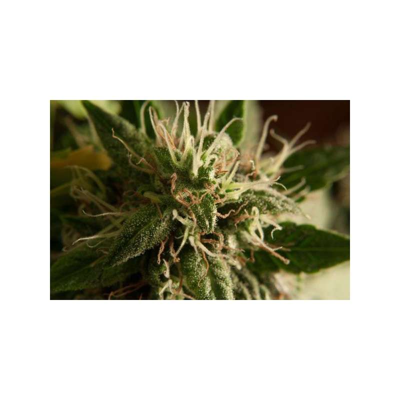 Taiga #2® Cannabis Seeds (Discontinued) | Dutch Passion