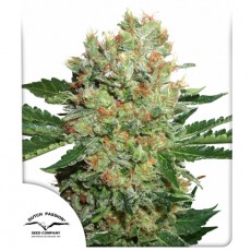 Buy Brainstorm® Feminised Seeds | Dutch Passion UK