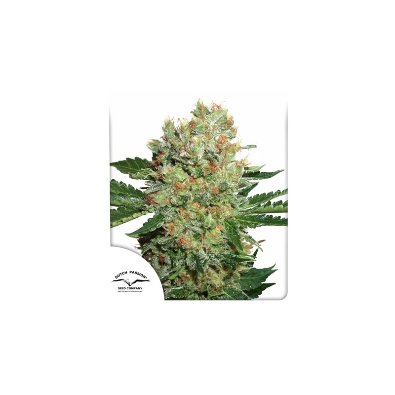Buy Brainstorm® Feminised Seeds | Dutch Passion UK