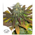 Compra semillas feminizadas de Californian Orange® | Dutch Passion ES