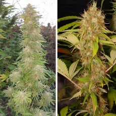 Compra Semillas de Cannabis Feminizadas Mazar® | Dutch Passion ES Compra Semillas de Cannabis Feminizadas Mazar® | Dutch Passion ES