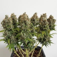 Compra Semillas de Cannabis Feminizadas Mazar® | Dutch Passion ES Compra Semillas de Cannabis Feminizadas Mazar® | Dutch Passion ES