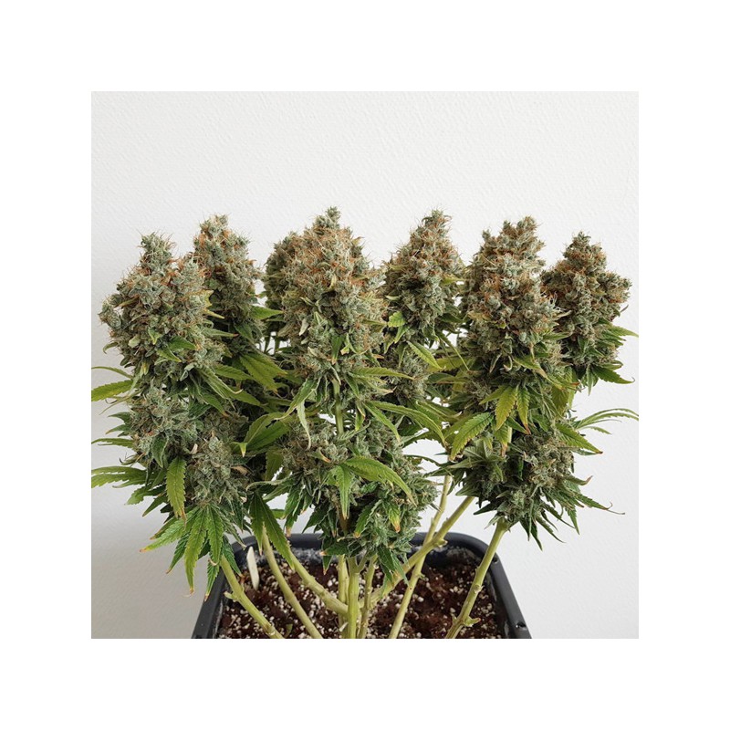 Compra Semillas de Cannabis Feminizadas Mazar® | Dutch Passion ES Compra Semillas de Cannabis Feminizadas Mazar® | Dutch Passion ES