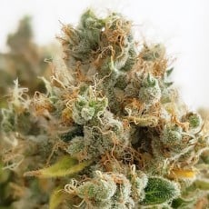 Compra Semillas de Cannabis Feminizadas Mazar® | Dutch Passion ES Compra Semillas de Cannabis Feminizadas Mazar® | Dutch Passion ES