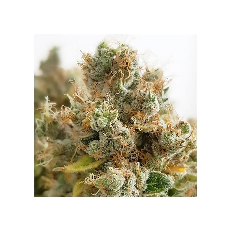 Compra Semillas de Cannabis Feminizadas Mazar® | Dutch Passion ES Compra Semillas de Cannabis Feminizadas Mazar® | Dutch Passion ES