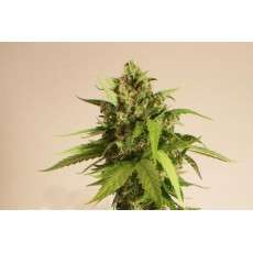 Taiga #2® Cannabis Seeds (Discontinued) | Dutch Passion