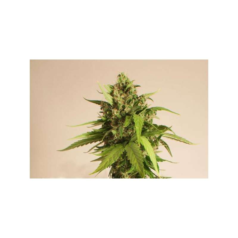 Taiga #2® Cannabis Seeds (Discontinued) | Dutch Passion