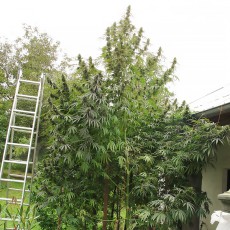 Passion #1 Cannabis Samen (Feminisierte / Reguläre) | Dutch Passion Passion #1 Cannabis Samen (Feminisierte / Reguläre) | Dutch Passion