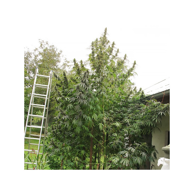 Passion #1 Cannabis Samen (Feminisierte / Reguläre) | Dutch Passion Passion #1 Cannabis Samen (Feminisierte / Reguläre) | Dutch Passion