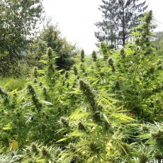 Passion #1 Cannabis Samen (Feminisierte / Reguläre) | Dutch Passion Passion #1 Cannabis Samen (Feminisierte / Reguläre) | Dutch Passion
