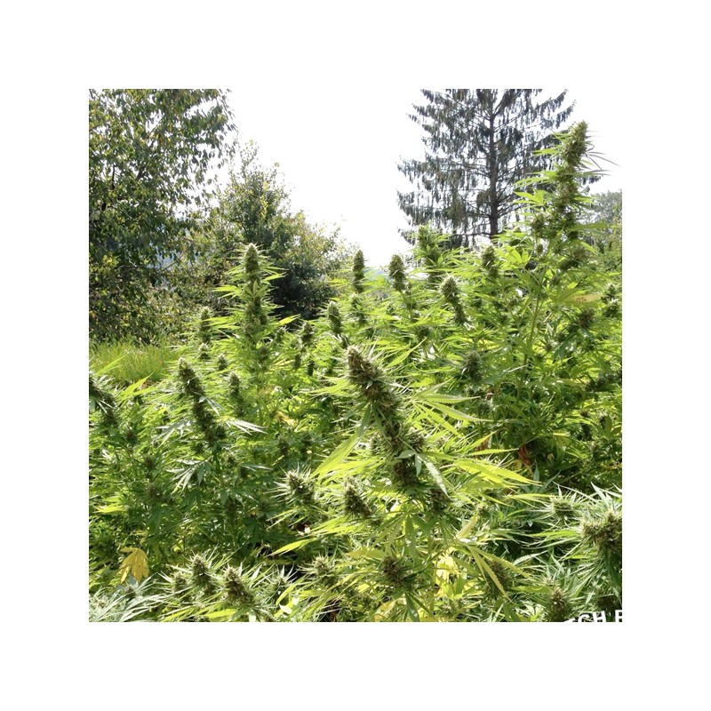 Passion #1 Cannabis Samen (Feminisierte / Reguläre) | Dutch Passion Passion #1 Cannabis Samen (Feminisierte / Reguläre) | Dutch Passion