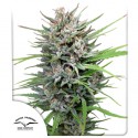 Passion #1 Cannabis Samen (Feminisierte / Reguläre) | Dutch Passion