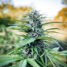 Passion #1 Cannabis Samen (Feminisierte / Reguläre) | Dutch Passion Passion #1 Cannabis Samen (Feminisierte / Reguläre) | Dutch Passion