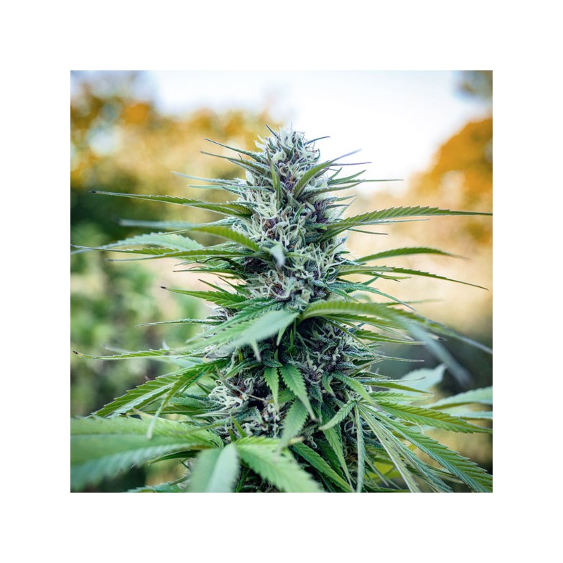 Passion #1 Cannabis Samen (Feminisierte / Reguläre) | Dutch Passion Passion #1 Cannabis Samen (Feminisierte / Reguläre) | Dutch Passion