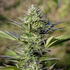 Passion #1 Cannabis Samen (Feminisierte / Reguläre) | Dutch Passion Passion #1 Cannabis Samen (Feminisierte / Reguläre) | Dutch Passion