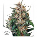 Koop Hollands Hope® Gefeminiseerde Zaden | Dutch Passion NL