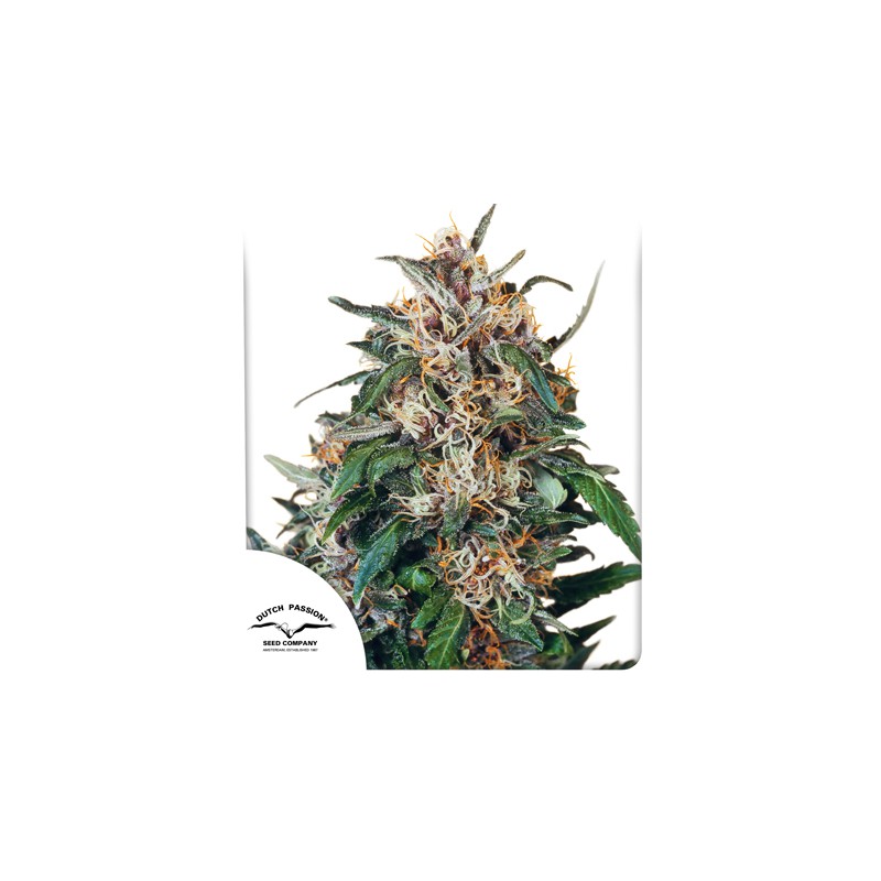 Koop Hollands Hope® Gefeminiseerde Zaden | Dutch Passion NL