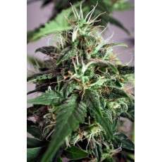 Taiga #2® Cannabis Seeds (Discontinued) | Dutch Passion
