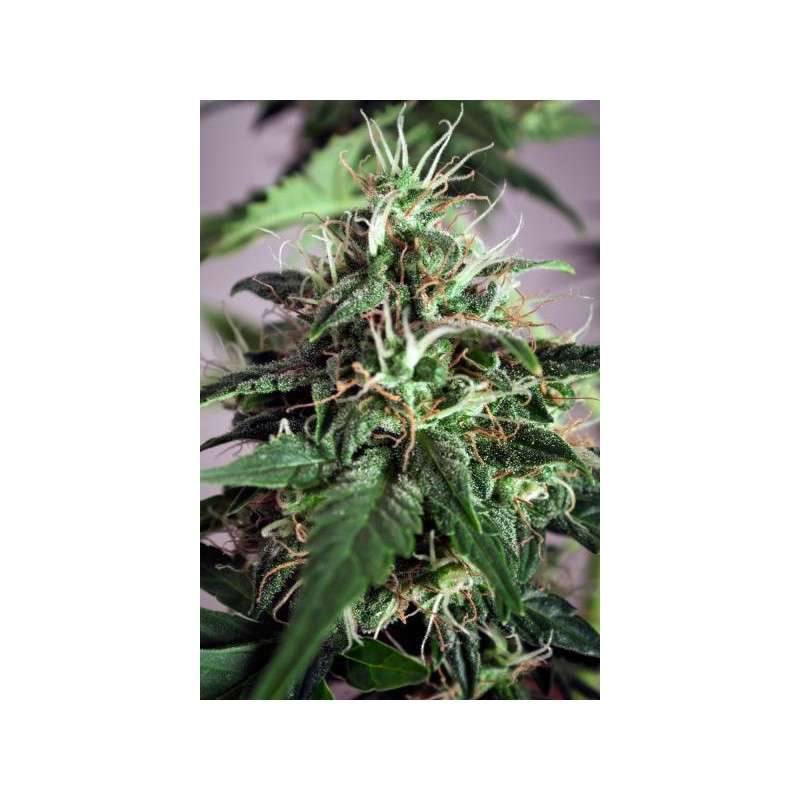 Taiga #2® Cannabis Seeds (Discontinued) | Dutch Passion