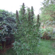 Semillas de Cannabis Purple # 1 (Feminizadas / Regulares) | Dutch Passion Semillas de Cannabis Purple # 1 (Feminizadas / Regulares) | Dutch Passion