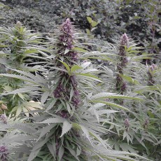 Semillas de Cannabis Purple # 1 (Feminizadas / Regulares) | Dutch Passion Semillas de Cannabis Purple # 1 (Feminizadas / Regulares) | Dutch Passion