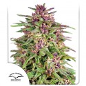 Frisian Dew ® - Semi di cannabis Femminizzati  - Dutch Passion