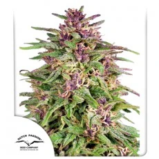 Frisian Dew® Feminisierte Samen Kaufen | Dutch Passion