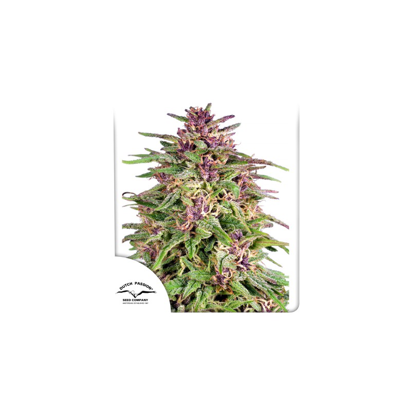 Frisian Dew ® - Semi di cannabis Femminizzati  - Dutch Passion