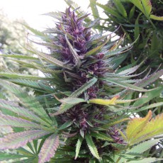 Shaman Cannabis Seeds (Feminised / Regular) | Dutch Passion Shaman Cannabis Seeds (Feminised / Regular) | Dutch Passion