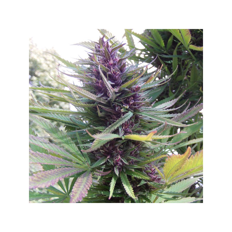 Shaman Cannabis Seeds (Feminised / Regular) | Dutch Passion Shaman Cannabis Seeds (Feminised / Regular) | Dutch Passion