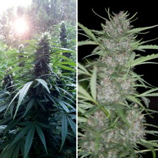 Shaman Cannabis Seeds (Feminised / Regular) | Dutch Passion Shaman Cannabis Seeds (Feminised / Regular) | Dutch Passion
