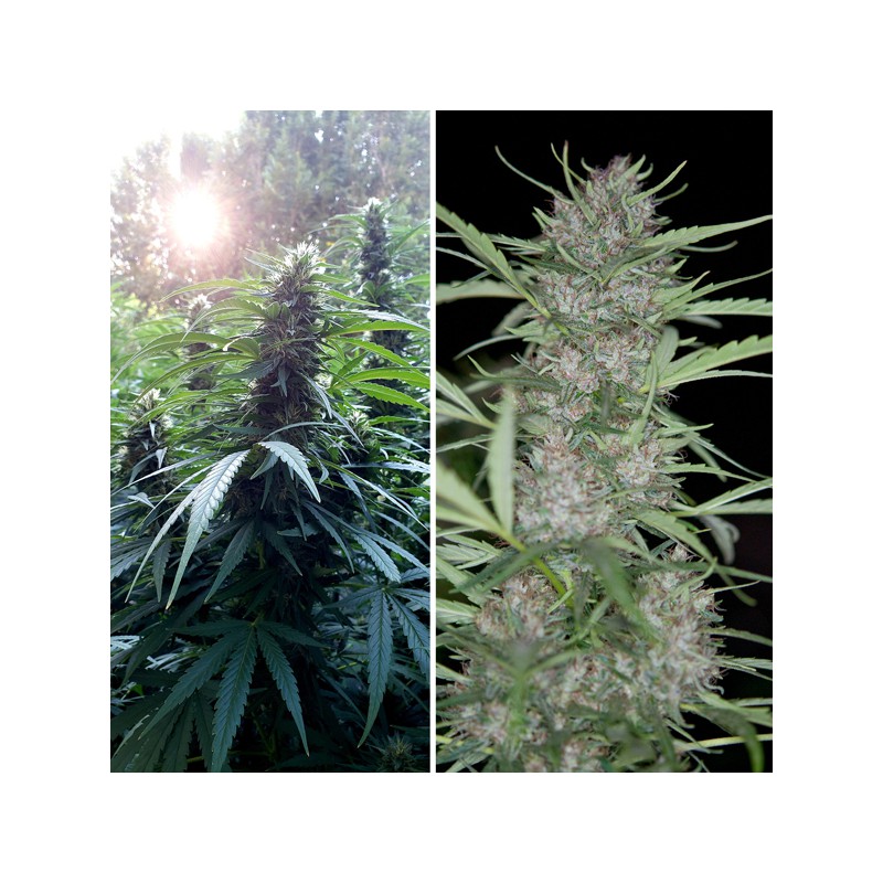 Shaman Cannabis Seeds (Feminised / Regular) | Dutch Passion Shaman Cannabis Seeds (Feminised / Regular) | Dutch Passion