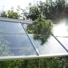 Shaman Cannabis Seeds (Feminised / Regular) | Dutch Passion Shaman Cannabis Seeds (Feminised / Regular) | Dutch Passion