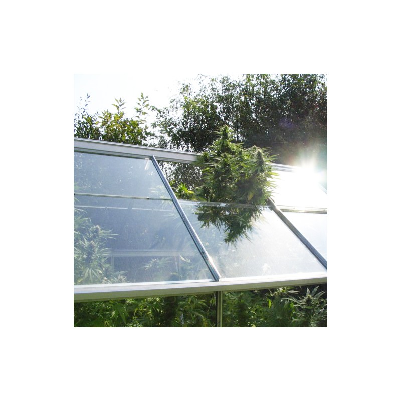 Shaman Cannabis Seeds (Feminised / Regular) | Dutch Passion Shaman Cannabis Seeds (Feminised / Regular) | Dutch Passion