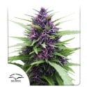 Shaman (Semillas de cannabis feminizadas / regulares) | Dutch Passion