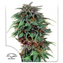 Comprar Durban Poison® Semillas Feminizadas | Dutch Passion