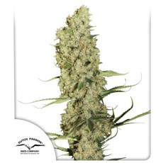 Jorge’s Diamonds #1® Cannabis Seeds (Discontinued) | Dutch Passion