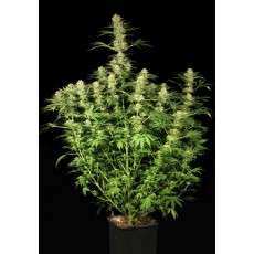 Ortega Indica® Cannabis Seeds (Discontinued) | Dutch Passion