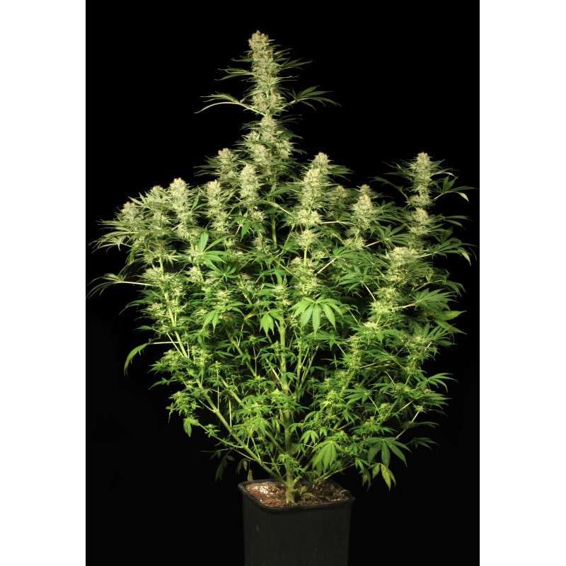 Ortega Indica® Cannabis Seeds (Discontinued) | Dutch Passion