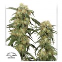 Buy Pamir Gold® Feminised Seeds | Dutch Passion UK