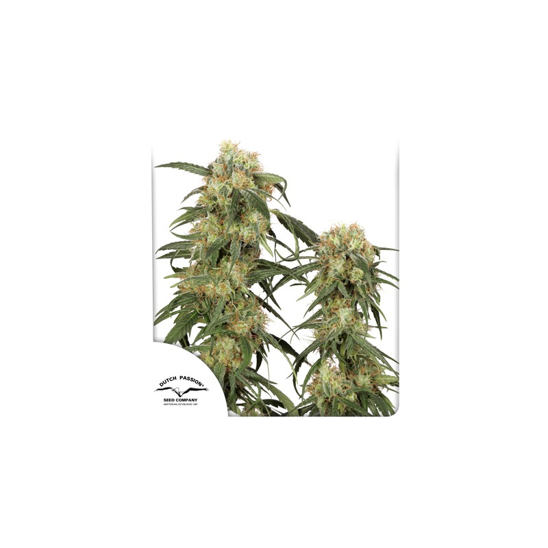 Buy Pamir Gold® Feminised Seeds | Dutch Passion UK