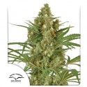Semi di cannabis femminizzati Snow Bud | Dutch Passion IT