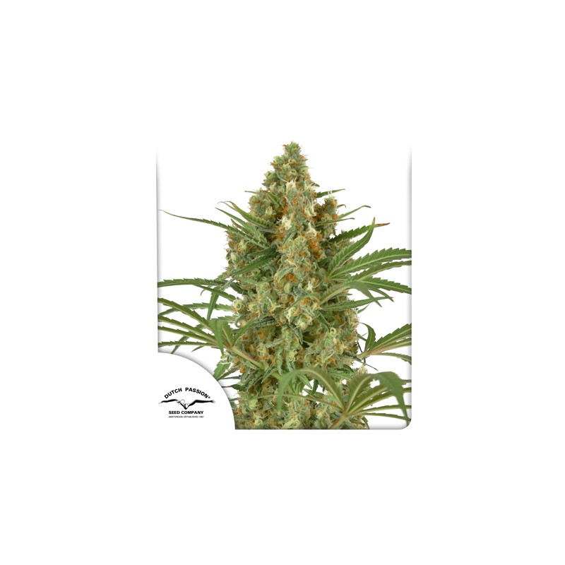 Semi di cannabis femminizzati Snow Bud | Dutch Passion IT