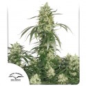 Buy The Ultimate® Feminised Cannabis Seeds | Dutch Passion UK