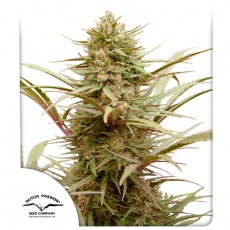CBD Compassion® | Graines de cannabis discontinuées