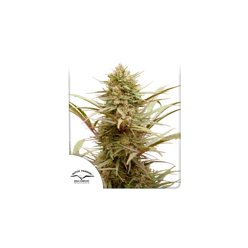 CBD Compassion® | Graines de cannabis discontinuées