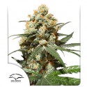 Orange Hill Special® - Feminizált kannabisz magok - Dutch Passion