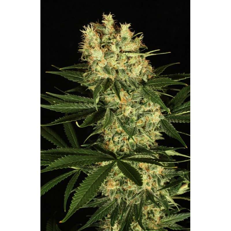 Ortega Indica® Cannabis Seeds (Discontinued) | Dutch Passion