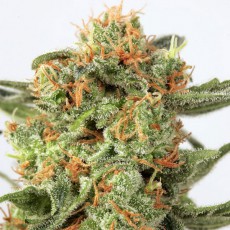 Compra semillas feminizadas Orange Hill Special® | Dutch Passion ES Compra semillas feminizadas Orange Hill Special® | Dutch Passion ES