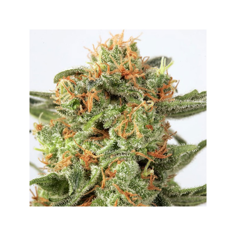 Compra semillas feminizadas Orange Hill Special® | Dutch Passion ES Compra semillas feminizadas Orange Hill Special® | Dutch Passion ES